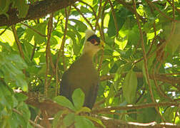 White-crested Turaco
