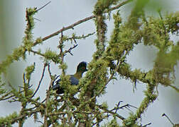 Purple-crested Turaco