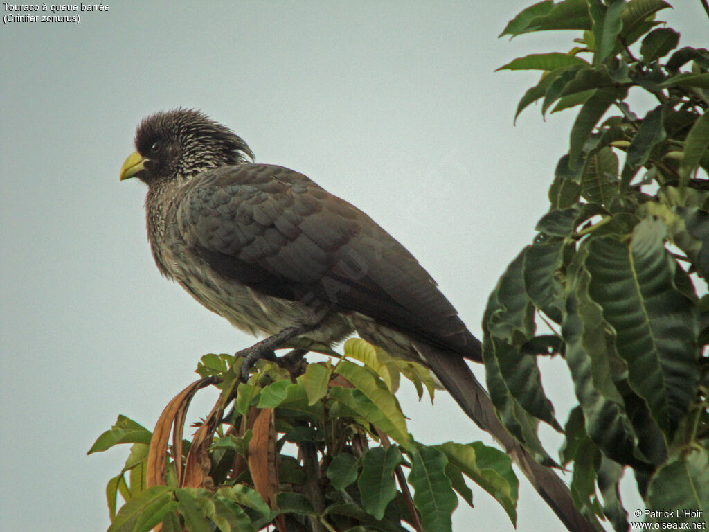 Eastern Plantain-eater