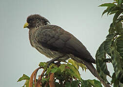 Eastern Plantain-eater