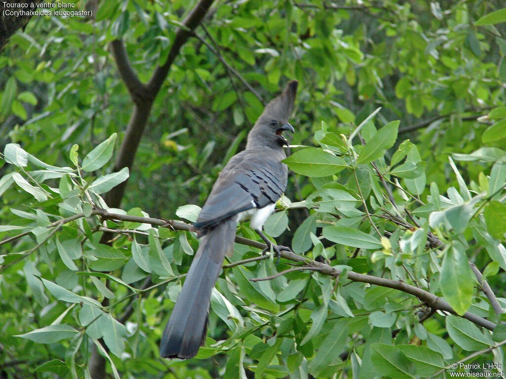 White-bellied Go-away-bird