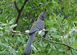 White-bellied Go-away-bird