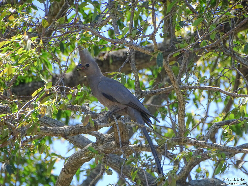 Grey Go-away-bird