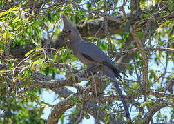 Grey Go-away-bird