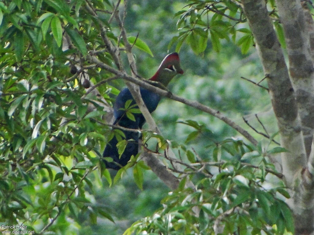 Fischer's Turaco