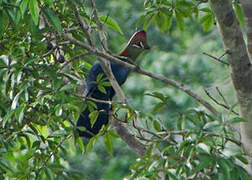 Fischer's Turaco