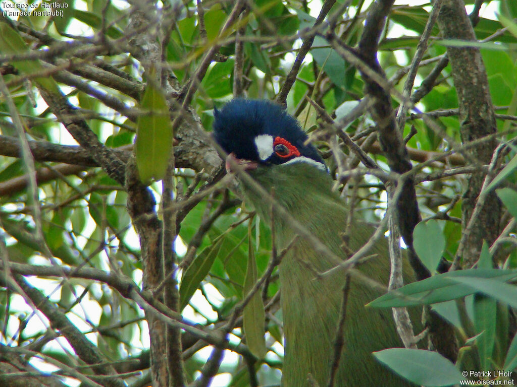 Hartlaub's Turaco