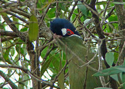 Hartlaub's Turaco