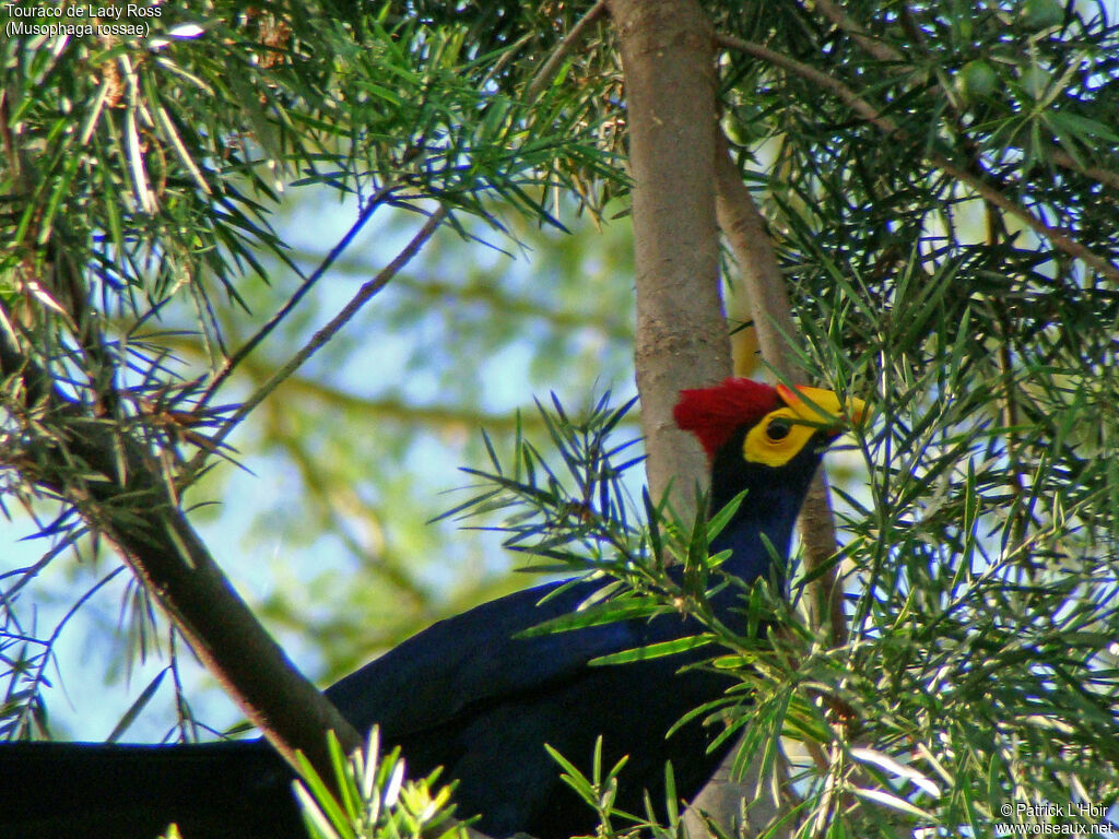 Ross's Turaco