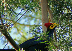 Ross's Turaco