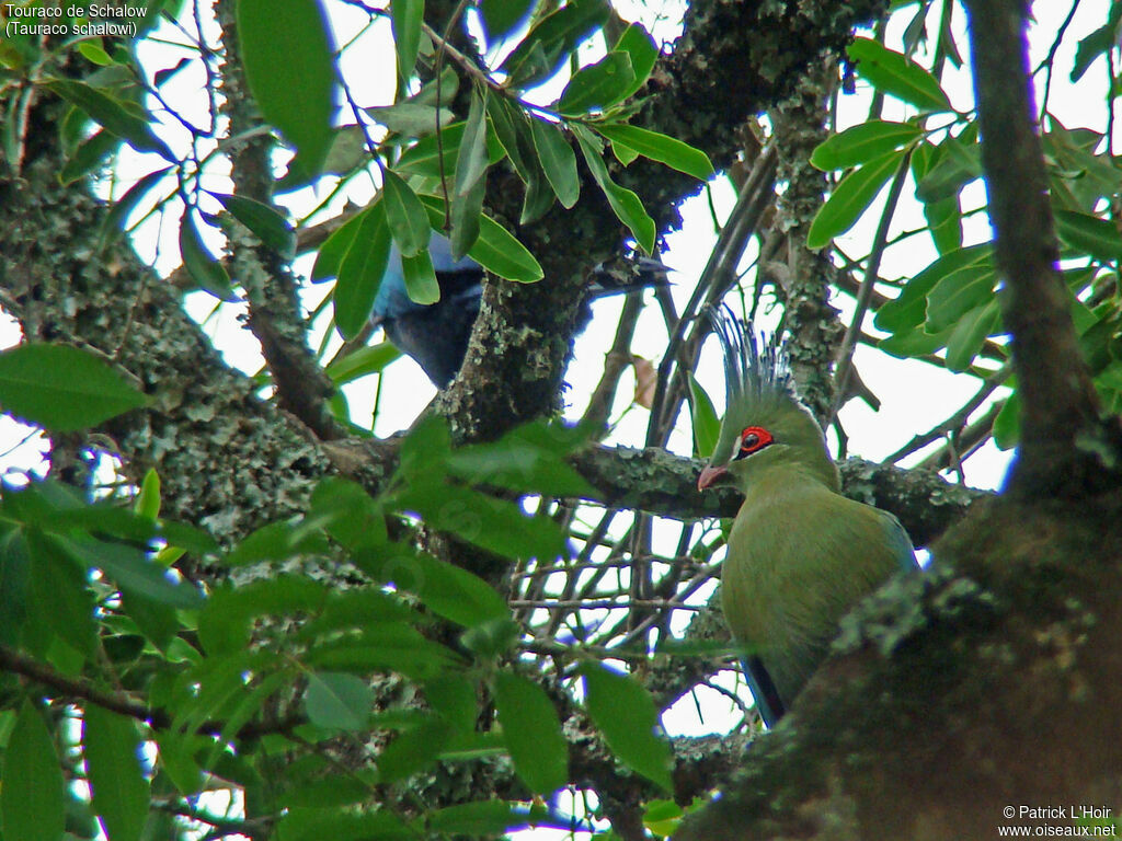 Touraco de Schalow