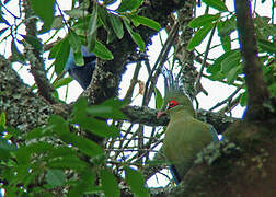 Schalow's Turaco