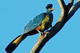 Great Blue Turaco