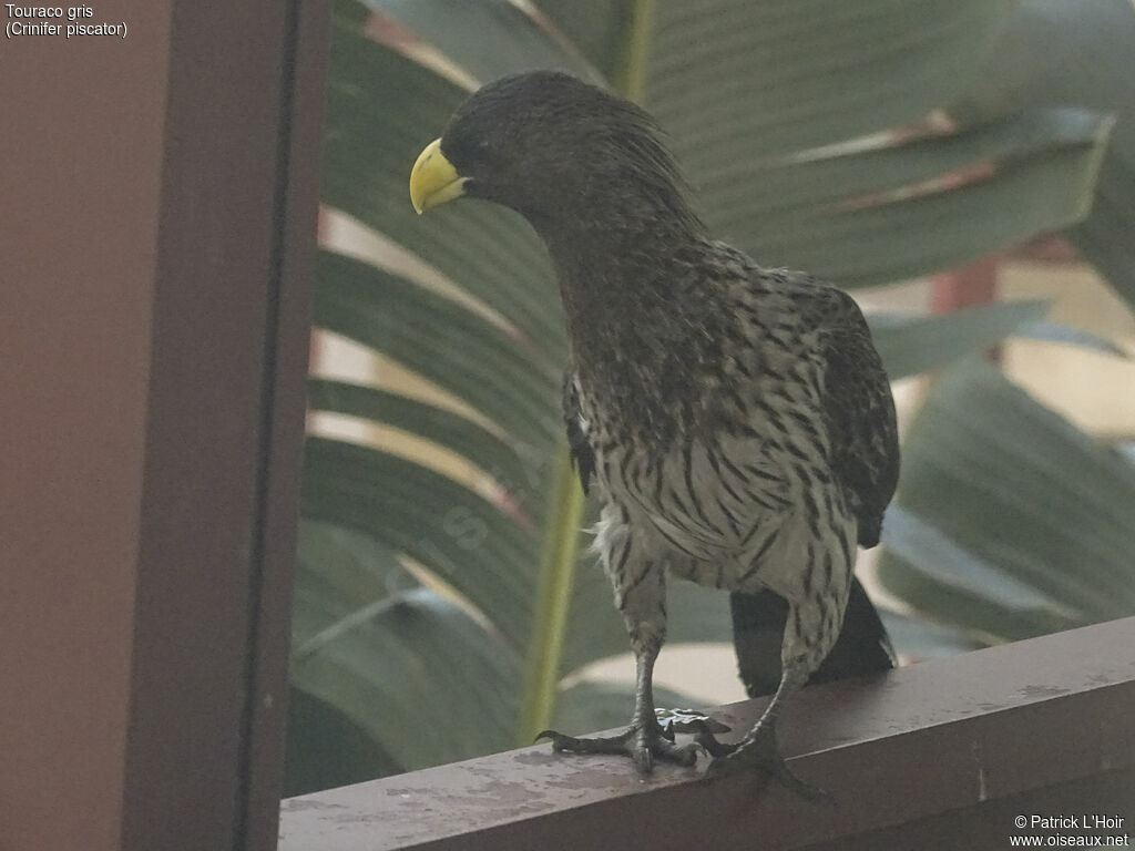 Western Plantain-eater