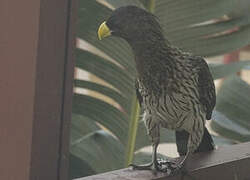 Western Plantain-eater