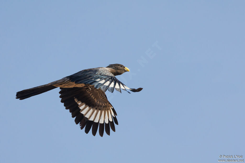 Western Plantain-eater