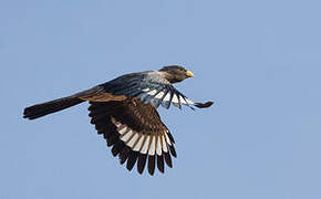 Western Plantain-eater