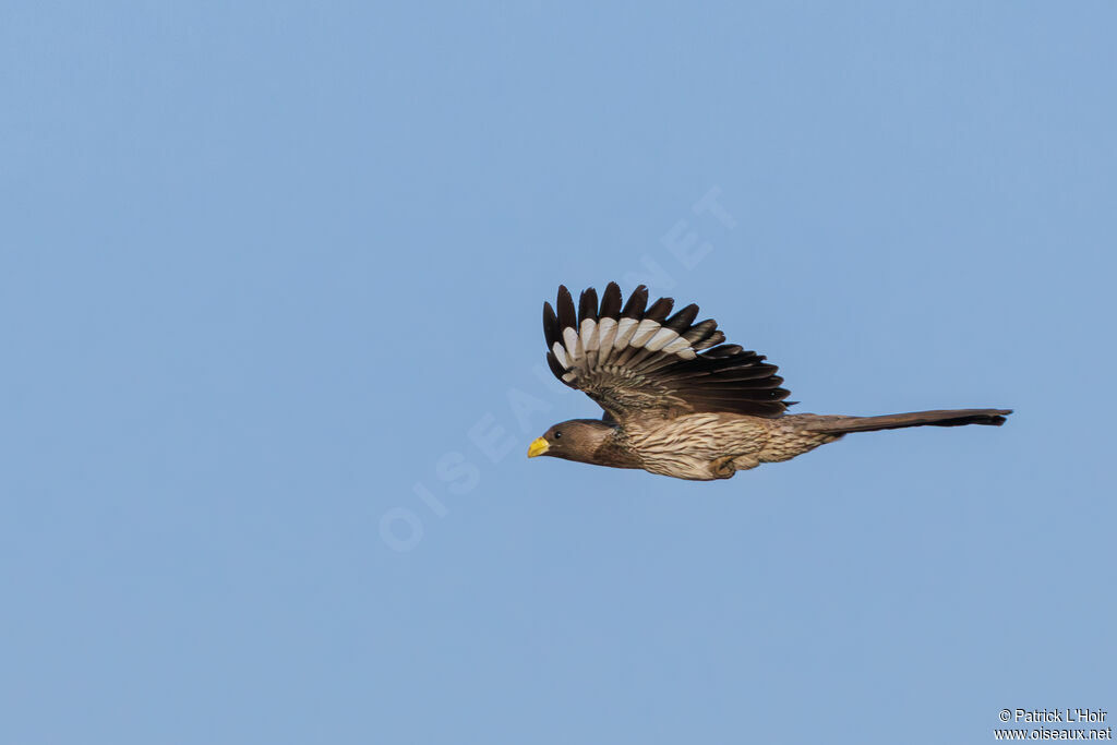 Western Plantain-eater