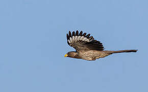 Western Plantain-eater