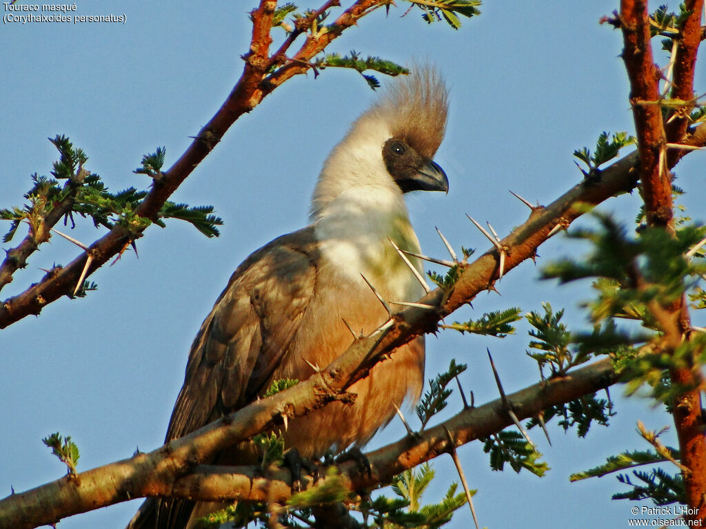 Touraco masqué