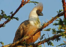 Bare-faced Go-away-bird