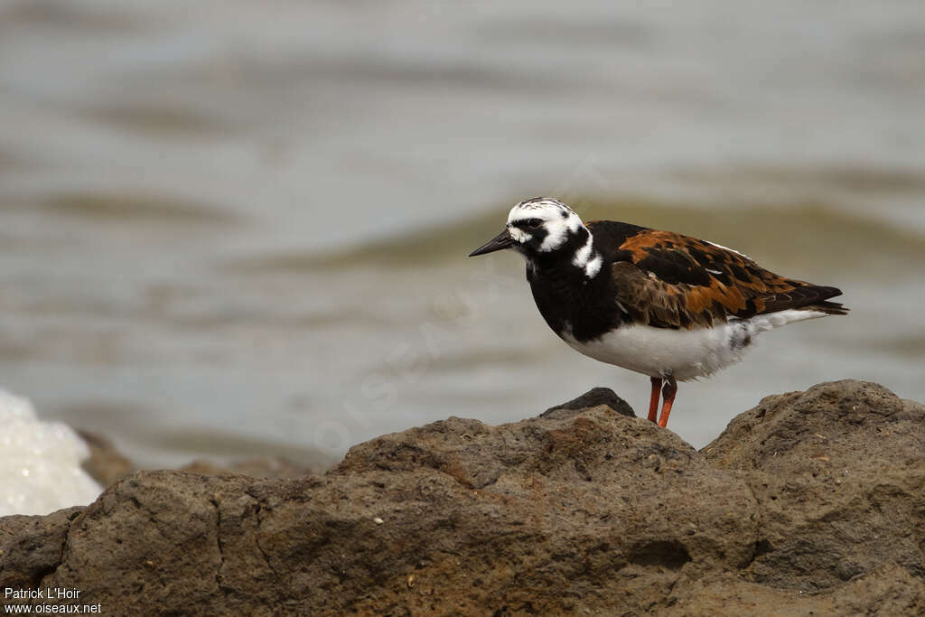 Ruddy Turnstone male adult breeding, identification