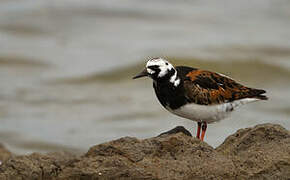 Ruddy Turnstone