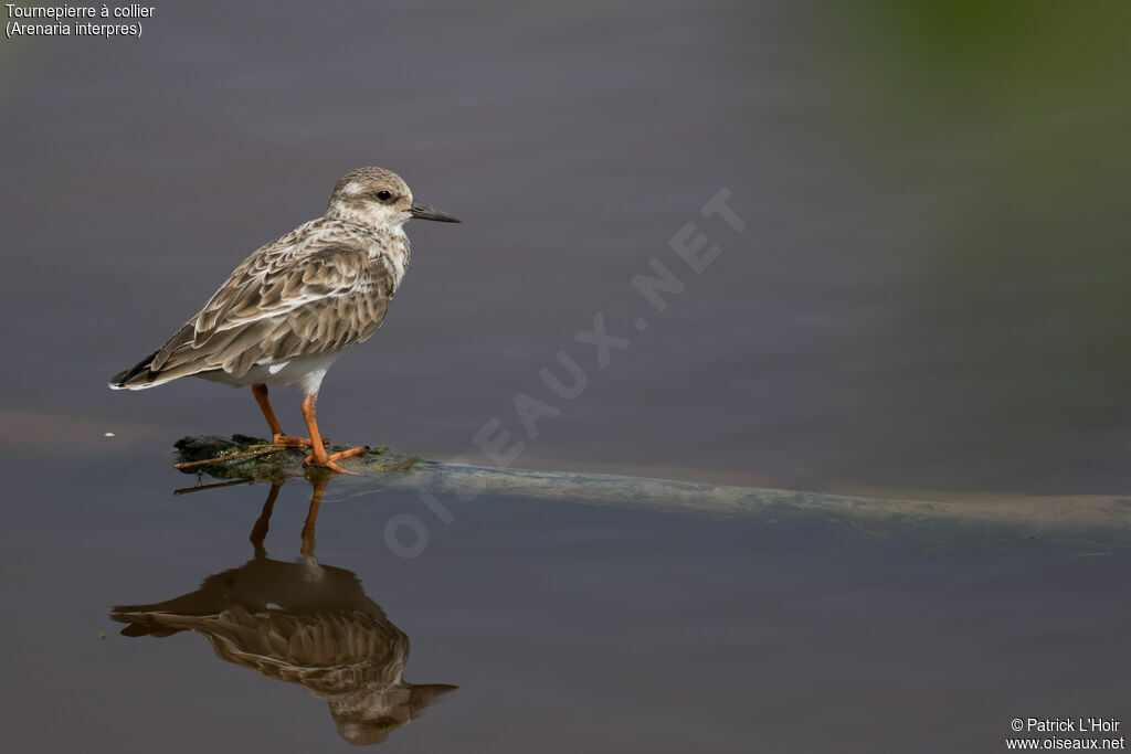 Ruddy Turnstone