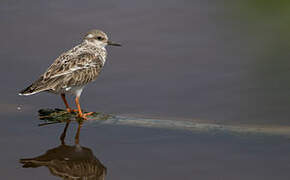 Ruddy Turnstone