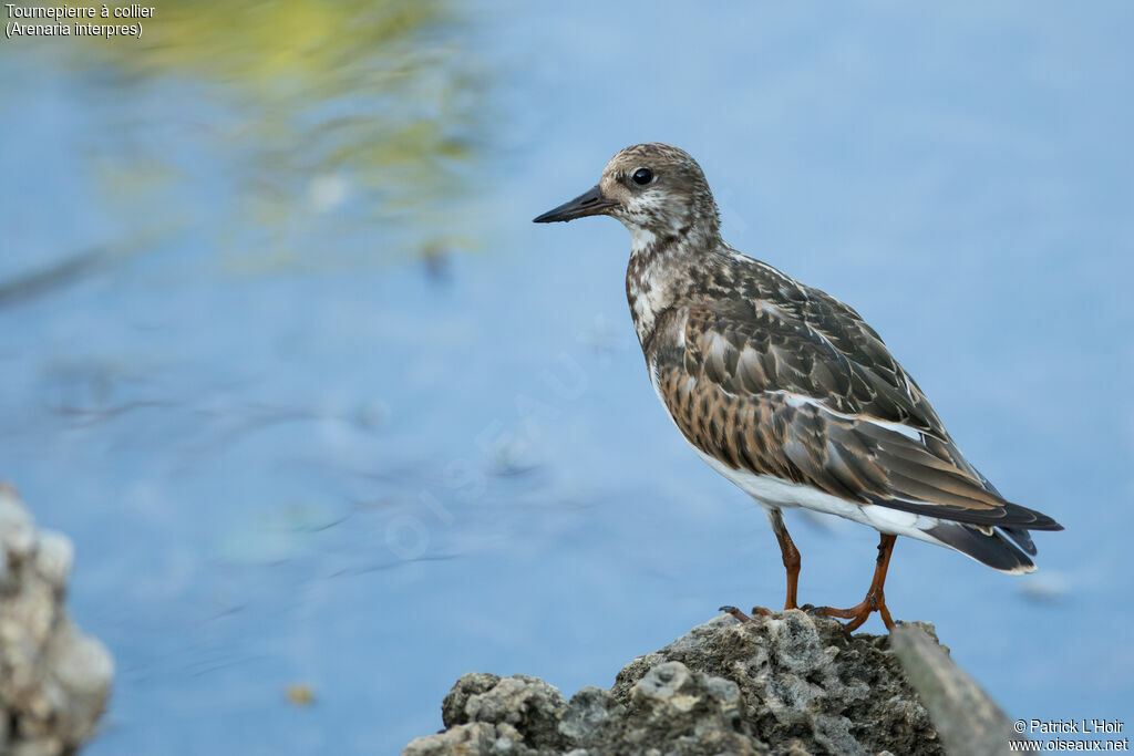 Ruddy Turnstone