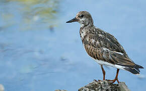 Ruddy Turnstone