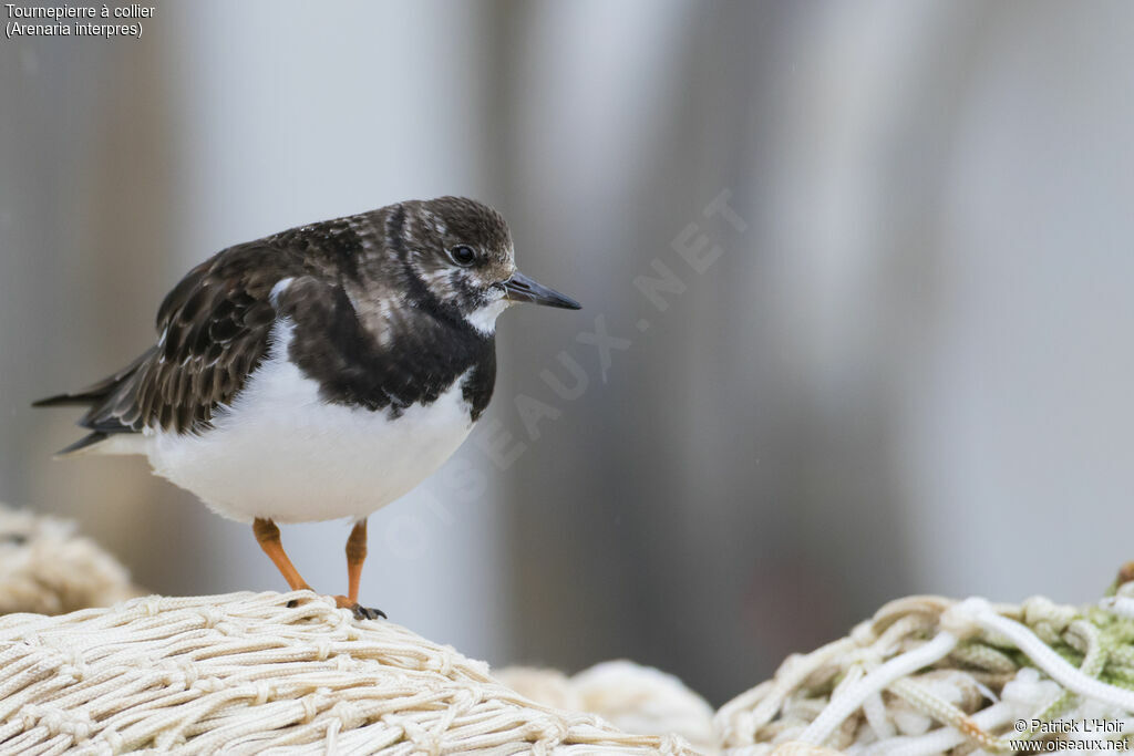 Ruddy Turnstone