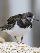 Ruddy Turnstone