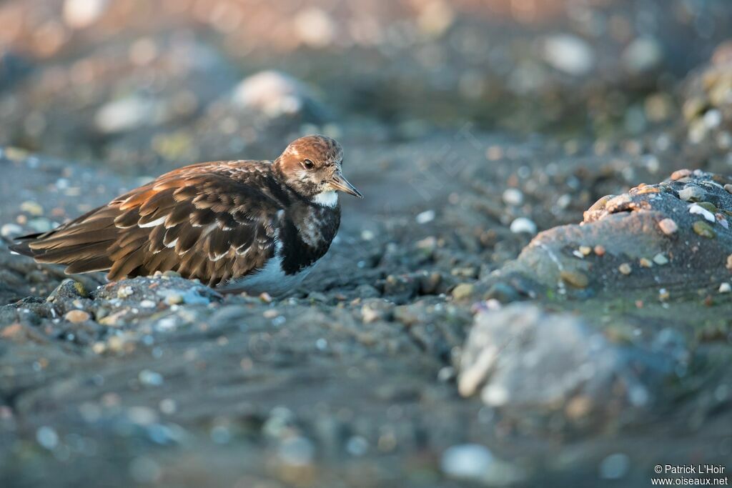 Ruddy Turnstoneadult post breeding