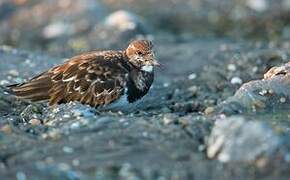 Ruddy Turnstone