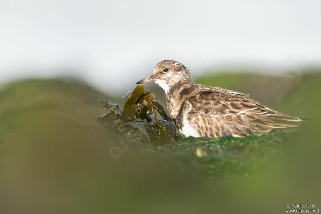 Ruddy Turnstone