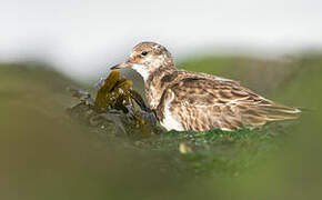 Ruddy Turnstone