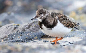 Ruddy Turnstone