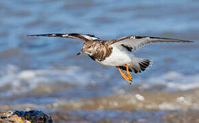 Ruddy Turnstone