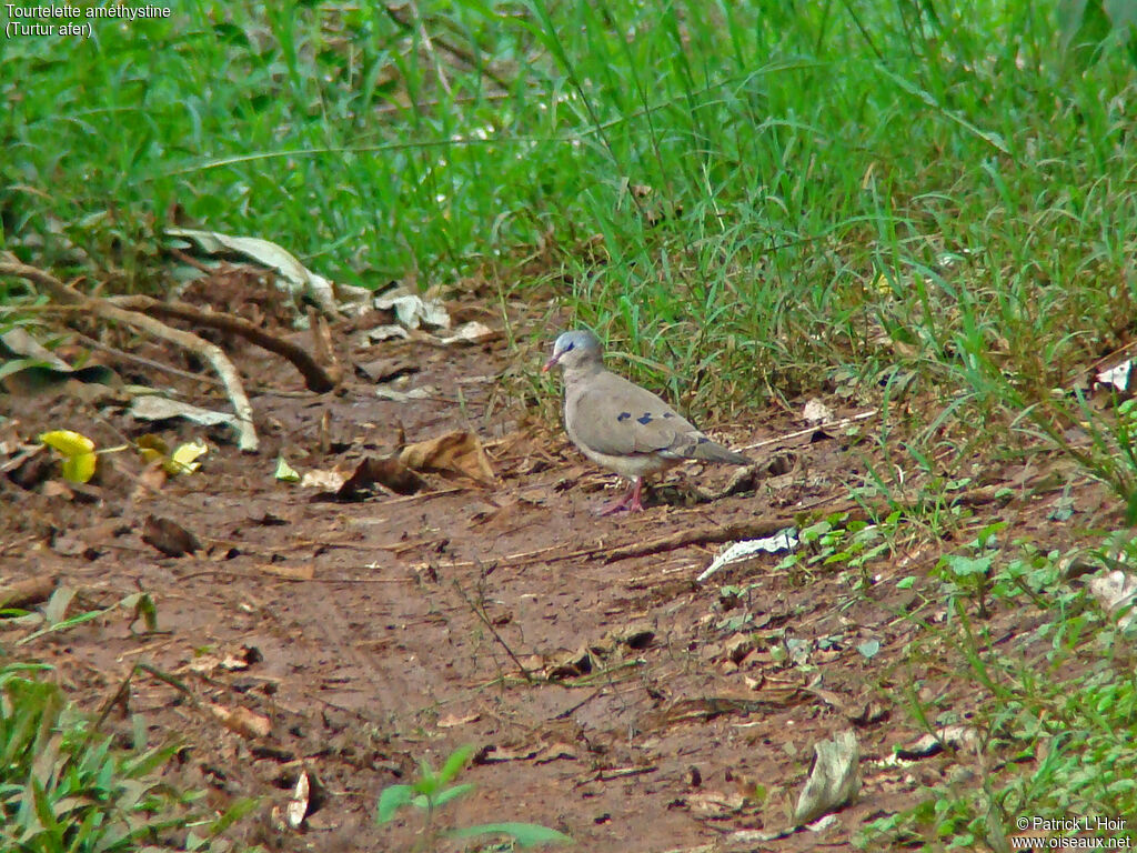 Blue-spotted Wood Dove