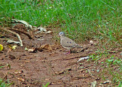 Blue-spotted Wood Dove