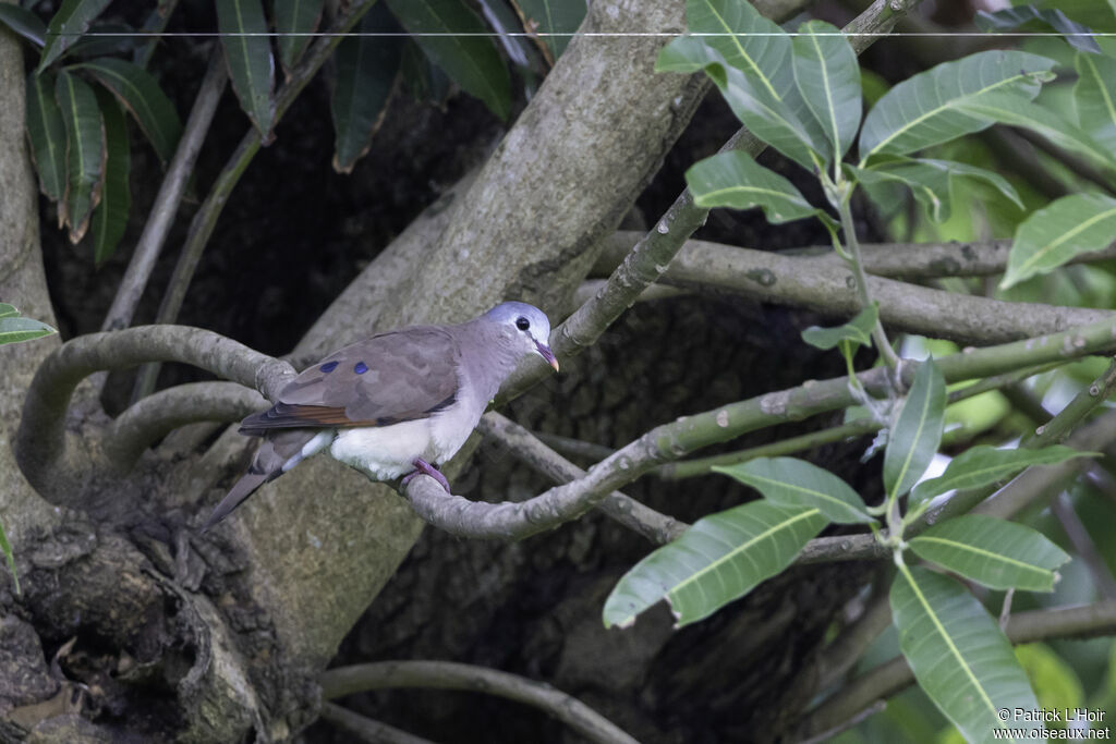 Blue-spotted Wood Dove