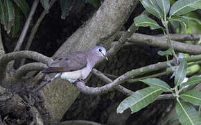 Blue-spotted Wood Dove