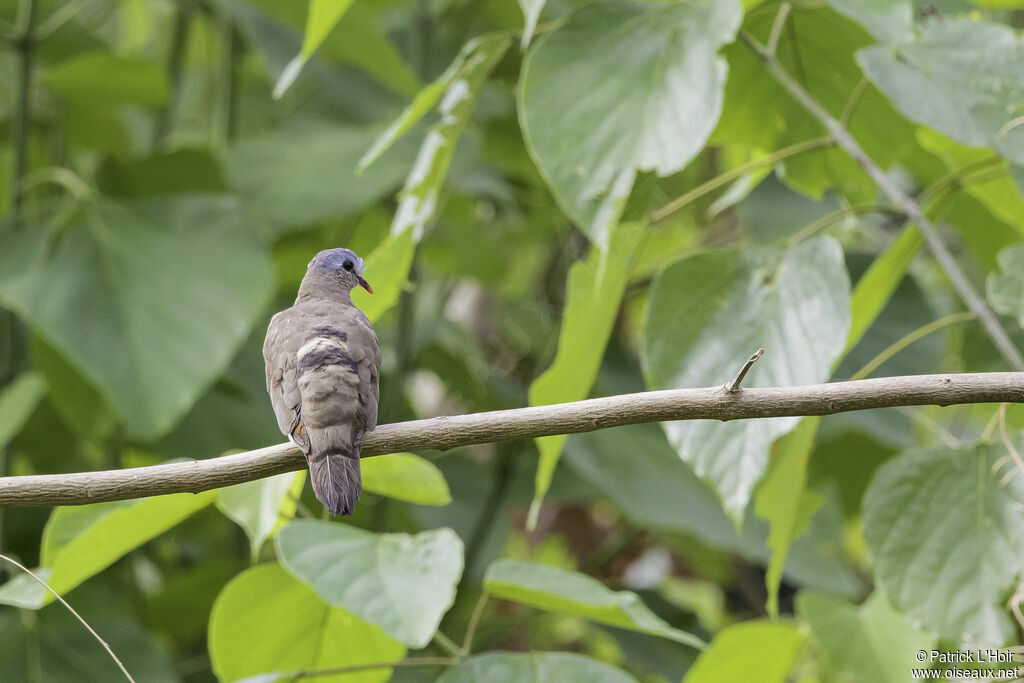 Blue-spotted Wood Dove