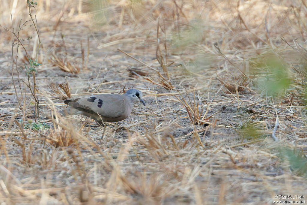 Black-billed Wood Dove