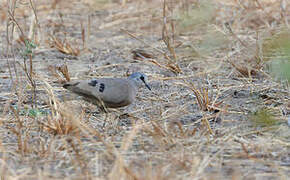 Black-billed Wood Dove