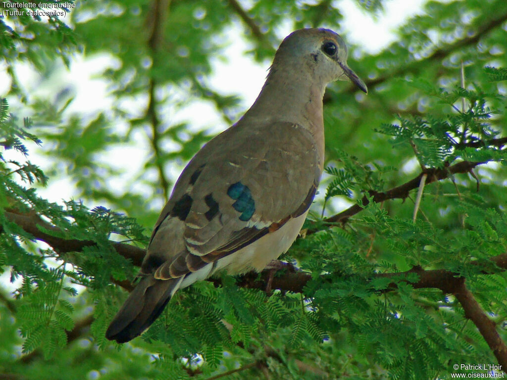 Emerald-spotted Wood Dove