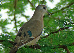 Emerald-spotted Wood Dove