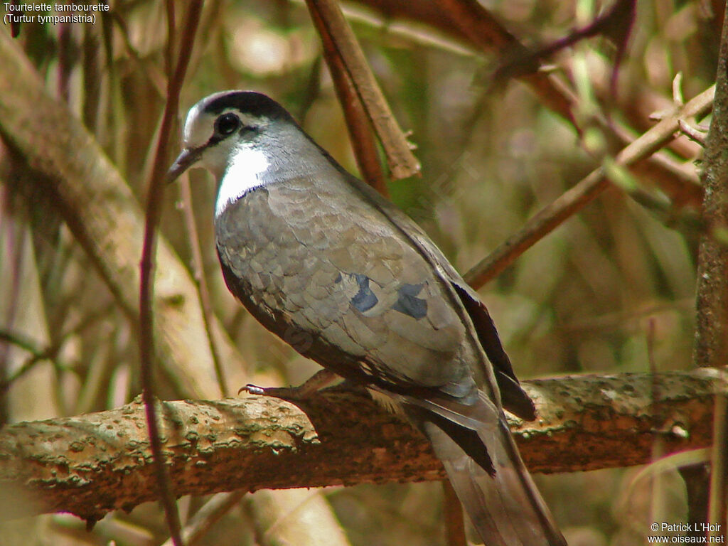 Tambourine Dove