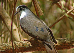 Tambourine Dove